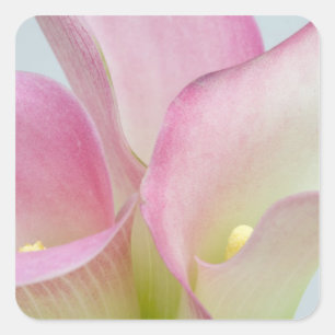 Pink Calla Lilies Square Sticker