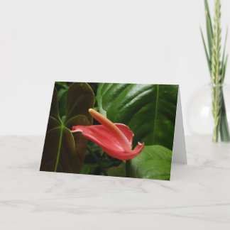 Pink Calla Lily Elegant Floral Card