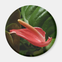 Pink Calla Lily Elegant Floral