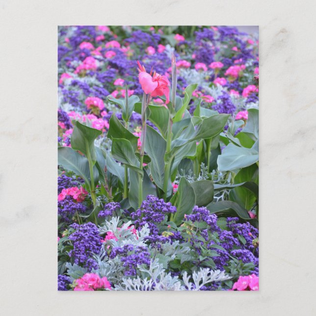 Pink calla lily in spring garden postcard (Front)