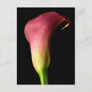 Pink Calla Lily Postcard