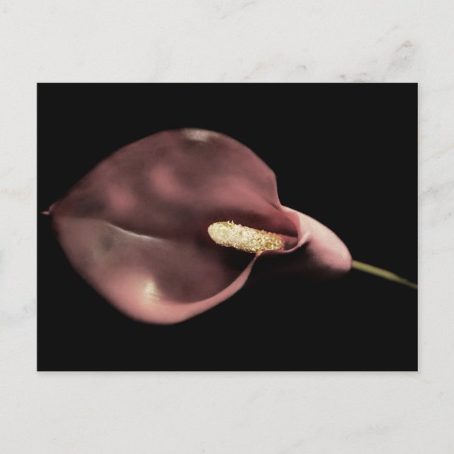 Pink Calla - Postcard (Front)