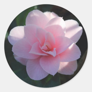 Pink Camellia Classic Round Sticker