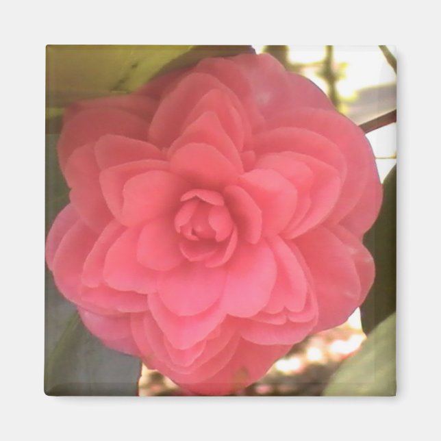 Pink Camellia Magnet (Front)