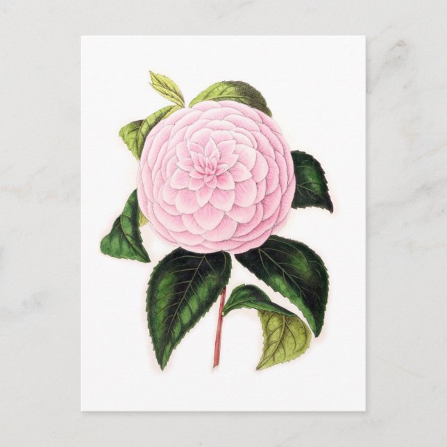 Pink Camellia Postcard (Front)