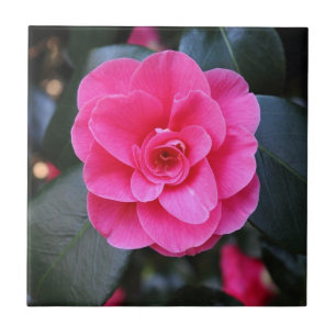Pink Camellia Tile