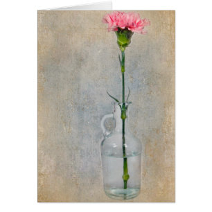 Pink Carnation