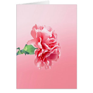 Pink carnation