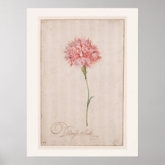 Pink Carnation by van der Ast - Vintage Drawing Poster