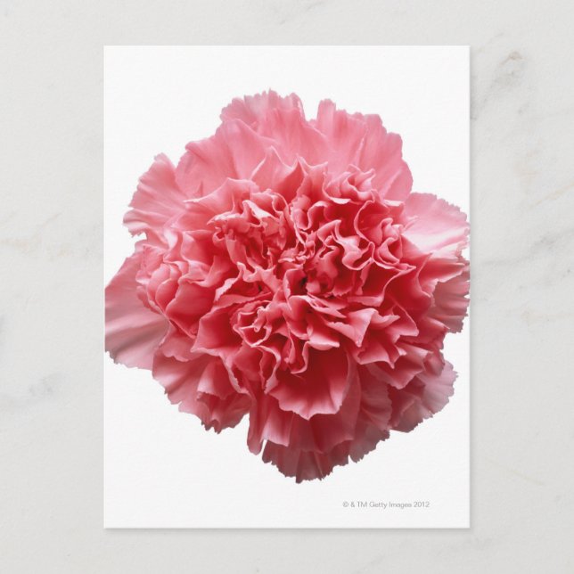 Pink Carnation Close-up Postcard (Front)