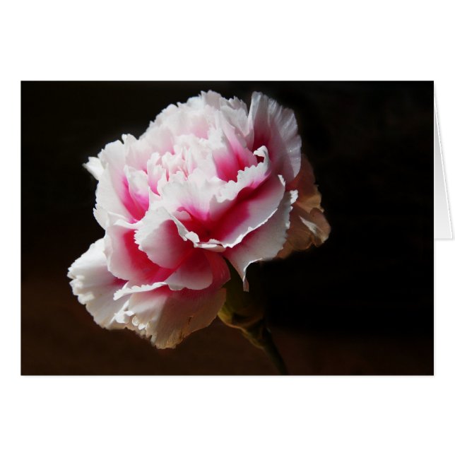 Pink Carnation Dianthus Flower (Front Horizontal)