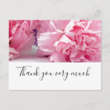 Pink Carnation flowers are on white background