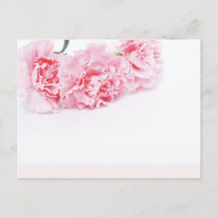 Pink Carnation Flowers on white background Postcard