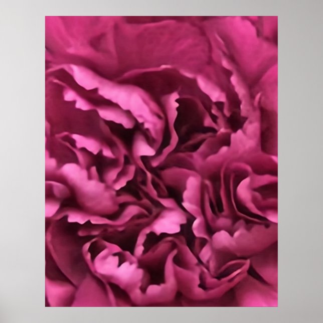 Pink Carnation Poster (Front)
