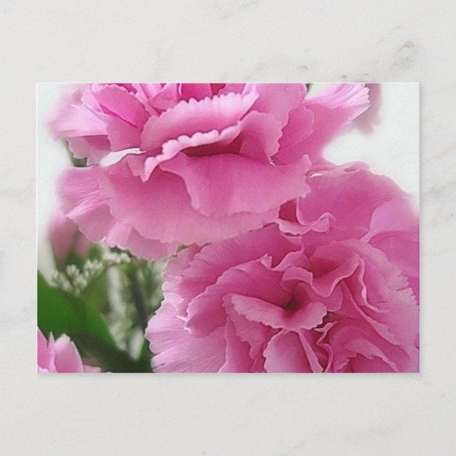 Pink Carnations 1 Postcard (Front)