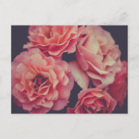Pink Carnations Flowers