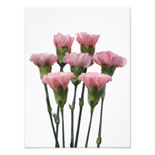 Pink Carnations Photo Print