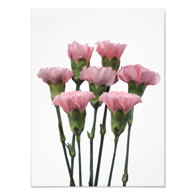Pink Carnations Photo Print (Front)