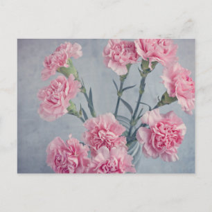 Pink Carnations Postcard