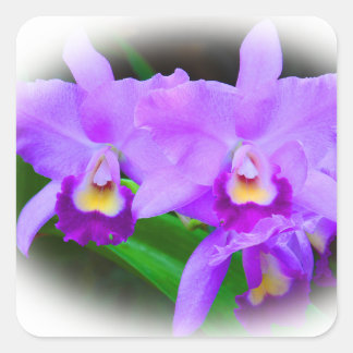 Pink Cattleya Orchids Square Sticker
