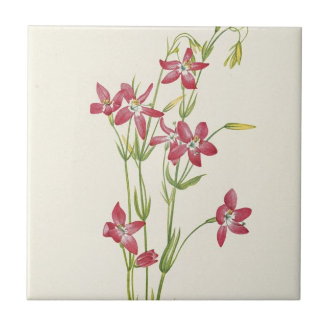  Pink Centaurium by Mary Vaux Walcott Tile (Front)