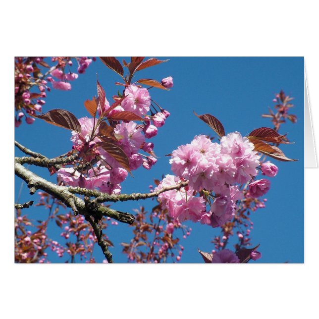 pink cherry blossom (Front Horizontal)