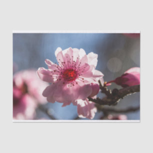 Pink Cherry Blossom Backlit in the Sunshine Tissue Paper