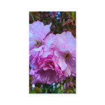 Pink Cherry Blossom Flowers