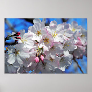 Pink Cherry Blossom Flowers Poster