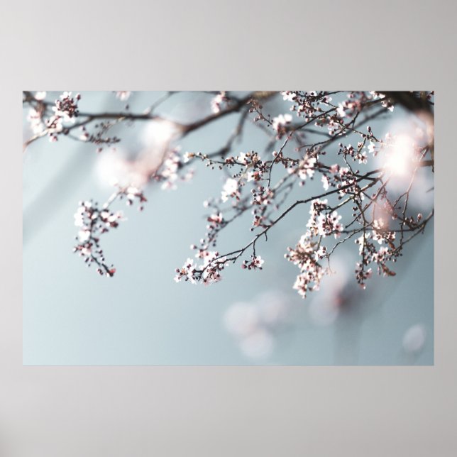 PINK CHERRY BLOSSOM IN CLOSE UP PHOTOGRAPHY POSTER (Front)