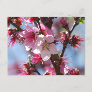 Pink Cherry Blossom postcard