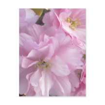 Pink Cherry Blossom Postcard