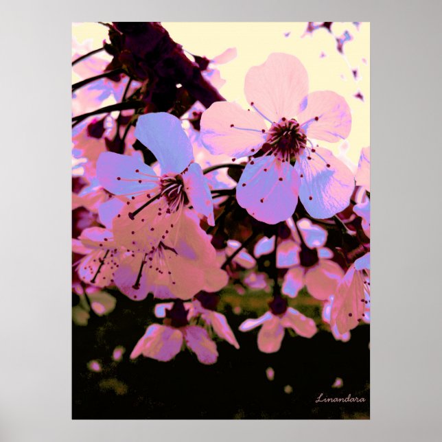 Pink Cherry Blossom Poster (Front)