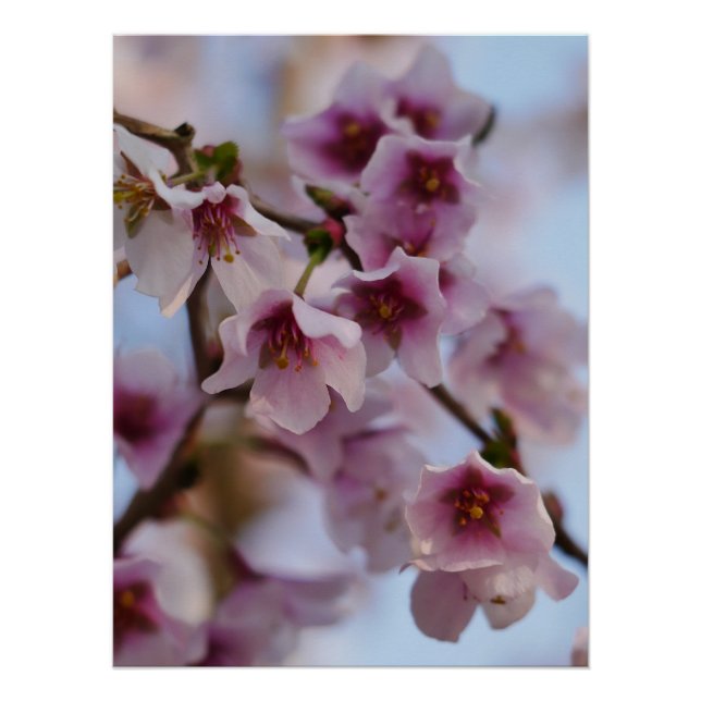 Pink Cherry Blossom Poster (Front)