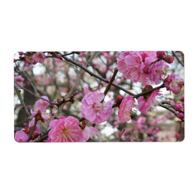 Pink Cherry Blossom / Sakura / サクラ（桜) (Front)