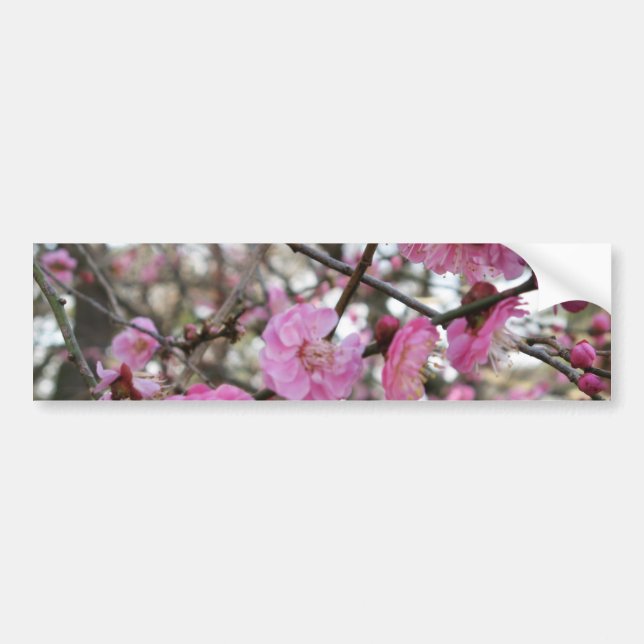 Pink Cherry Blossom / Sakura / サクラ（桜) Bumper Sticker (Front)