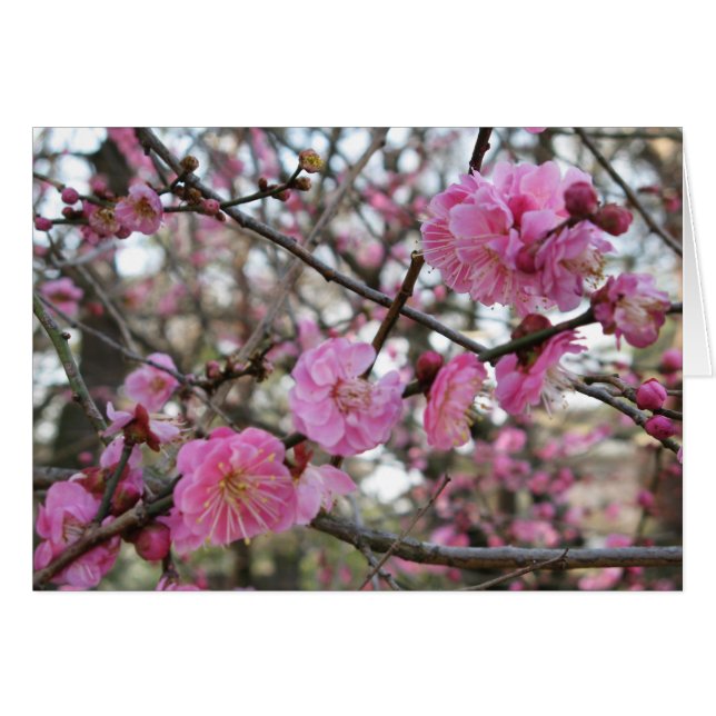 Pink Cherry Blossom / Sakura / サクラ（桜) Card (Front Horizontal)