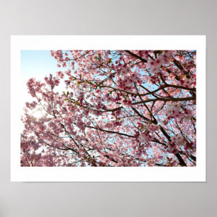 Pink Cherry Blossom: Tokyo, Japan Poster