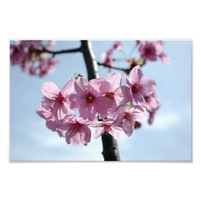 Pink cherry blossoms and light-blue sky photo print (Front)