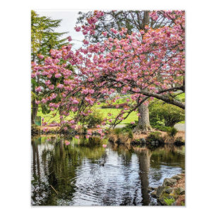 Pink Cherry Blossoms and Pond Photographic Photo Print
