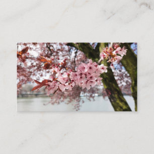 Pink Cherry Blossoms Business Card