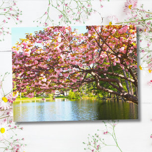 Pink Cherry Blossoms In Full Bloom Postcard