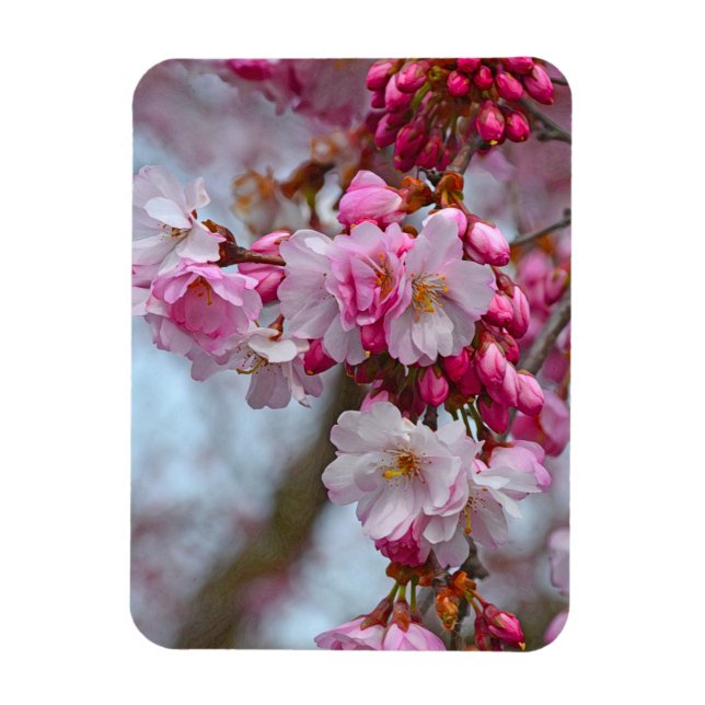 Pink cherry blossoms magnet (Vertical)