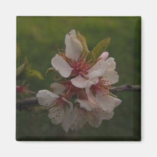 Pink Cherry Blossoms on Green Background Photo Magnet