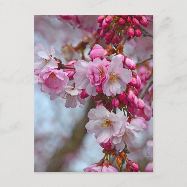 Pink cherry blossoms postcard (Front)