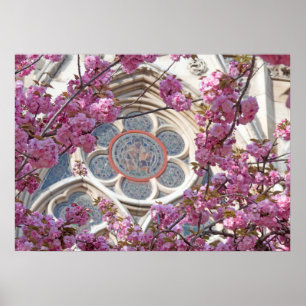 Pink cherry blossoms poster