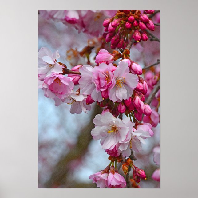Pink cherry blossoms poster (Front)