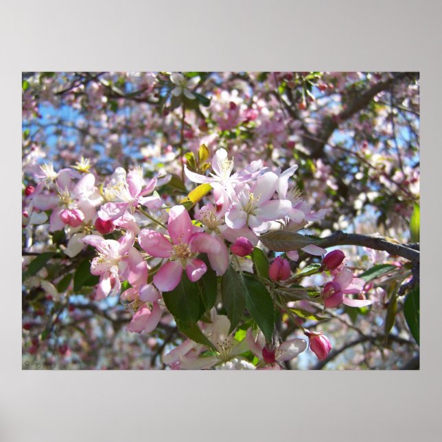 Pink Cherry Blossoms Poster (Front)