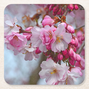 Pink cherry blossoms square paper coaster