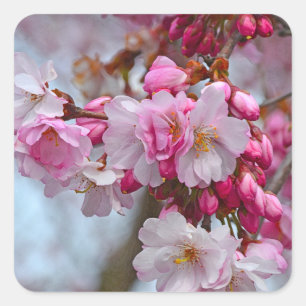 Pink cherry blossoms square sticker